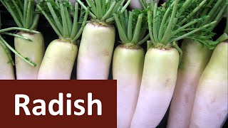 How to produce Radish Raphanus sativus in brief [upl. by Leahci]