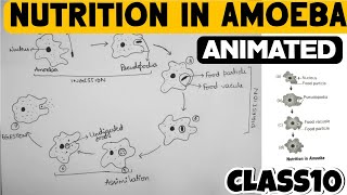 Nutrition In Amoeba  Life Processes  Class10 [upl. by Kcirtap]