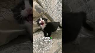 Este gatito aun no confía en los humanos gatos animales shortvideo [upl. by Ennagroeg]