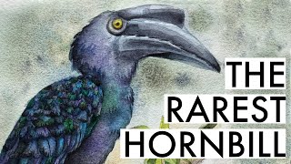 The Rarest Hornbill  The Sulu Hornbill  Animal Artists Collective [upl. by Nehcterg]