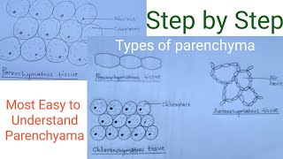 How to draw parenchymatous tissue  Types of parenchyma  Easy way [upl. by Girard]