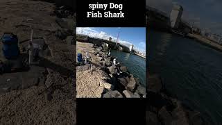 bloody Shark Attack 🦈🩸by a Spiny Dog Shark shark [upl. by Jeff]