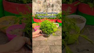 Dianthus seedlings transplantation dianthus youtubeshorts shorts [upl. by Ayouqes574]