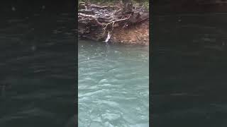 Jungle Lodges  Bhadra River  leaches  Western Ghats river monsoon [upl. by Nancie67]