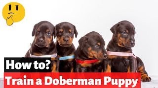 How To Train a Doberman Puppy  EASY and FAST Training Method [upl. by Nylauqcaj387]