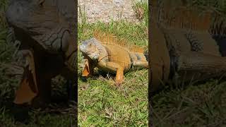 Beautifull Iguana In South Florida iguana florida reptiles [upl. by Nayb]