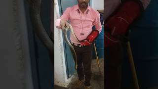 snake team Pali 🐍😯 snake helpline Pali9981952730 shortvideo snake viralvideo [upl. by Celinka]