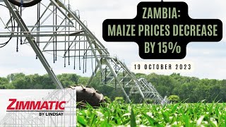 Zambia Maize prices down by 15  19 Oct 2023  African Agri Overview [upl. by Marthe432]