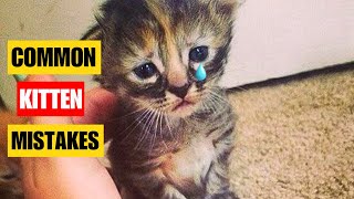 8 Common Mistakes Kitten Owner Makes [upl. by Aihsile]