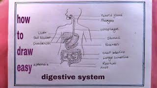 how to draw human digestive systemhuman digestive system drawing [upl. by Ruvolo217]