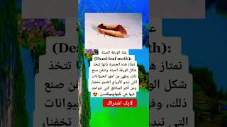 عثة الورقة الميتةDeadleaf mothتمتاز هذه الحشرة بأنها تتخذ شكل الورقة الميتة وتتقن صنع ذلك، [upl. by Dash]