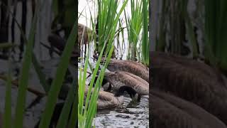 quotJheel Ke Pani Mein Goose Ka Flock Khata HuaGooseFlock JheelKePani NatureLovers Wildlife [upl. by Hrutkay]