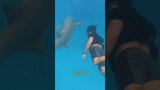 Nadando con tiburones🦈🫢 viral animales shark [upl. by Kassel521]