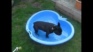 French Bulldog Hugo running leap into splash pool absolute classic [upl. by Rolo519]