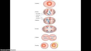 mitose celledeling [upl. by Mastat712]