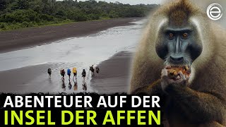 Unter Afrikas Affen ‒ Das Abenteuer  Erlebnis Erde [upl. by Haswell]