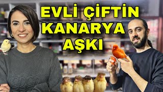 TÜRKİYE’NİN EN BÜYÜK KIRMIZI LİPOGRAM KANARYA ÜRETİCİSİ AGAH EMRE [upl. by Eicart806]