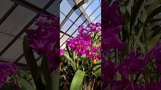 Guarianthe Bowringiana Orchid🥰🥰 looks extremely beautiful [upl. by Niliak]