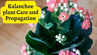 Kalanchoe plant Care and Propagation kalanchoe [upl. by Yesoj]