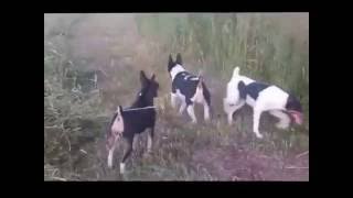 Rat Terrier Hunting Video [upl. by Aramaj]