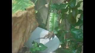 Florida Brown Anoles Mating [upl. by Ludmilla]