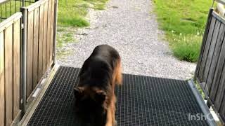 HundeTraining Gewöhnung an Gitterrost  JALUDOWIG HundeVideo [upl. by Sidnarb]