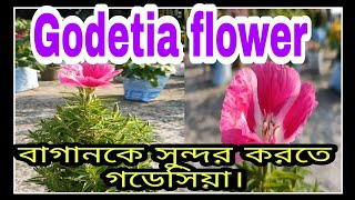 How to grow amp care GodetiaSatin flowerFarewell to spring care গডেসিয়া ফুলের সম্পূর্ণ পরিচর্যা। [upl. by Nywra113]