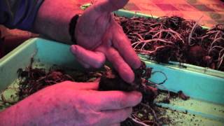 AMARYLLIS  TIPS ON BULB CARE AND STORAGE  READ DESCRIPTION [upl. by Groark]