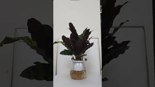 24 hour time lapse of My calathea plant calatheaplant timelapse song 24hours [upl. by Opalina]