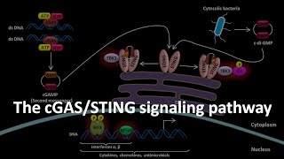 cGAS STING signaling pathway [upl. by Tnilk205]