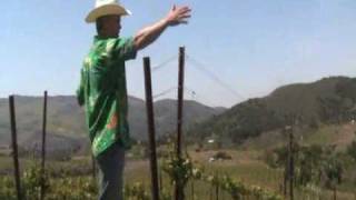 Ampelos Vineyard walk with Peter Work [upl. by Ruthann]