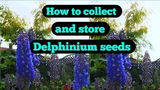 How to collect and store delphinium seeds [upl. by Sello]