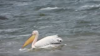 Pelecanus onocrotalus Pelícano común  great white pelican [upl. by Georgine]