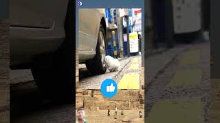 Dog for Fun 😊 Dogs 🐕 upar kaise char geya trending funny viralvideo youtubeshorts cr7comedy [upl. by Karrie]