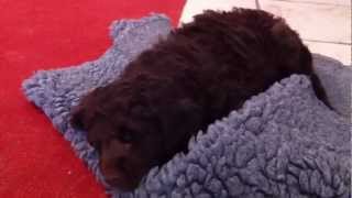 Nestje 2013  Week 8 video 1  Freonskip Australian Labradoodles [upl. by Ylerebmik22]