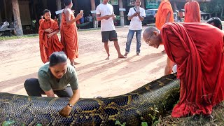 លែងពស់ថ្លាន់ចូលព្រៃ Release of a rescued anaconda to the forest [upl. by Sucramel]