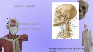 clasecita 2 huesos de la columna vertebral [upl. by Enilrad]