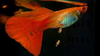 When A Guppy Fish Having Babies [upl. by Selrac933]