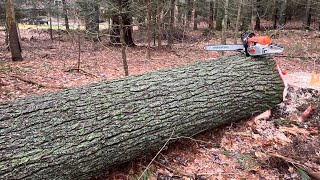 Still Standing Strong After A Year Cutting White Pine With Stihl Ms462c [upl. by Mandeville]