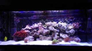 Juwel rio 240 zeereef aquarium Met 2x 45 watt Jmb Reef bright leds [upl. by Alegnasor670]