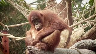 Zoo Praha Orangutan znamená lesní muž [upl. by Nayb]