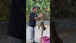 BANDAR KA HUA CAR ACCIDENT  monkey rescue animals india wildlife [upl. by Terrill]