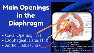 Diaphragm Anatomy  Openings of Diaphragm and Their Contents [upl. by Alyekahs99]