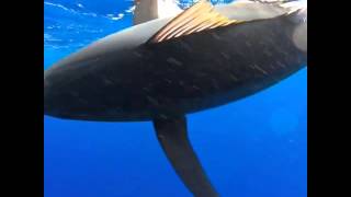 Catching a large bigeye tuna on monchong gear in Hawaii [upl. by Conney928]