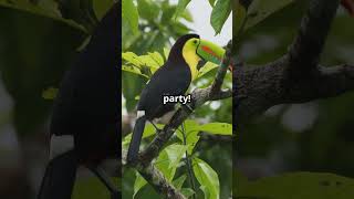 Keel Billed Toucan funfacts didyouknow wildlife toucanbird colourful [upl. by Lanny]