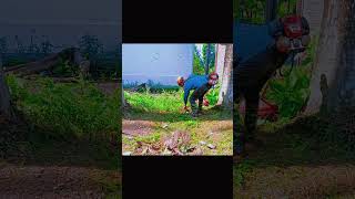 First Steps to a Clean and Beautiful Garden CleanGrassGardenCleaningGardenBeautification [upl. by Leonsis]