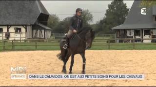 ANIMAUX  Dans le Calvados on est aux petits soins pour les chevaux [upl. by Mcquillin312]