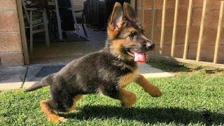 Funniest amp Cutest German Shepherd Puppies 19  Funny Dogs Compilation 2018 [upl. by Meisel531]