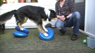 101 tricks with balance discs for dogs to improve body awareness [upl. by Abbye]