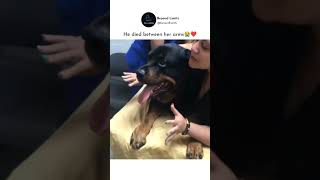 She did this because she cant see her suffering in pain 😔 shortvideo dog doglover black love [upl. by Mayfield840]